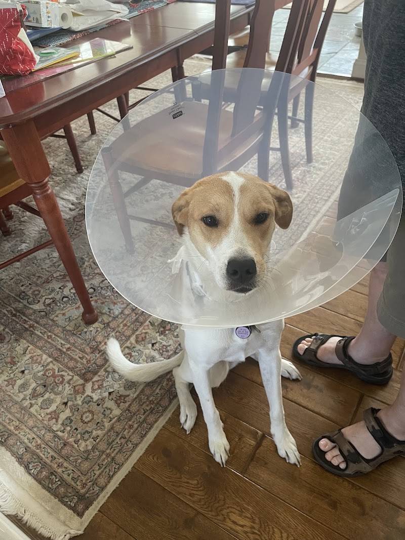 Blue Ridge Veterinary Associates